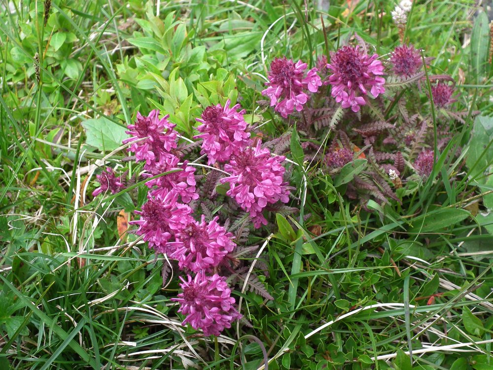 Pedicularis da id. 5 - Pedicularis verticillata